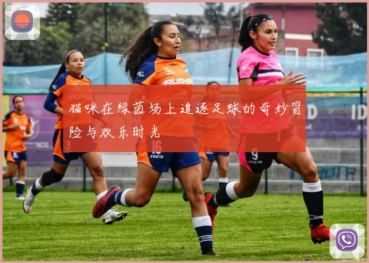 猫咪在绿茵场上追逐足球的奇妙冒险与欢乐时光